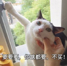 我要这个你给我买这个猫咪表情包大全