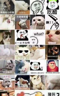 搜狐公众平台对不起,我们表情包不合,不能在一起