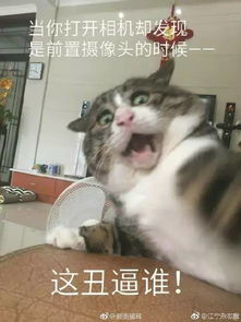 主人拍下逗猫时画面,第一张,我就直接喷饭了...