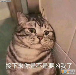 我要闹了表情包柴犬一起退学表情包图片下载乐游网游戏下载