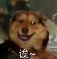 萌宠表情包吃瓜群众火速赶往现场