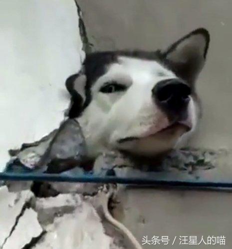 傻狗哈士奇拆家不成反被困住狗头网友蠢狗卡墙缝里表情真欠揍