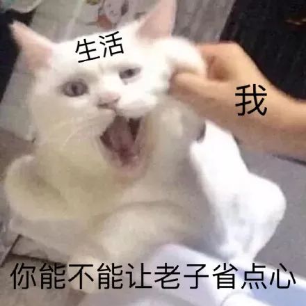 可爱动物表情包