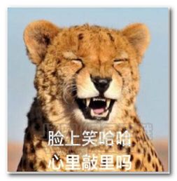 动物敲里吗表情图片动物敲里吗表情包完整版jz5u绿色下载站