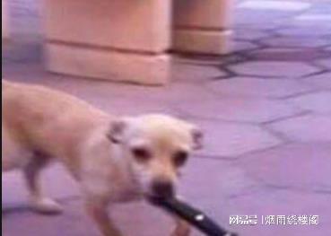 搞笑gif趣图第一次遇到那么清新脱俗的理由