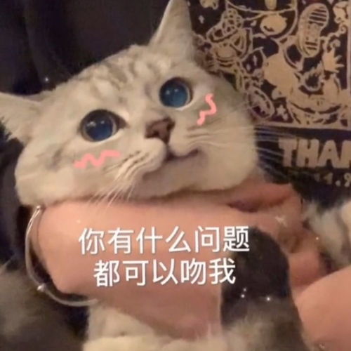 猫咪表情包我要吃软饭