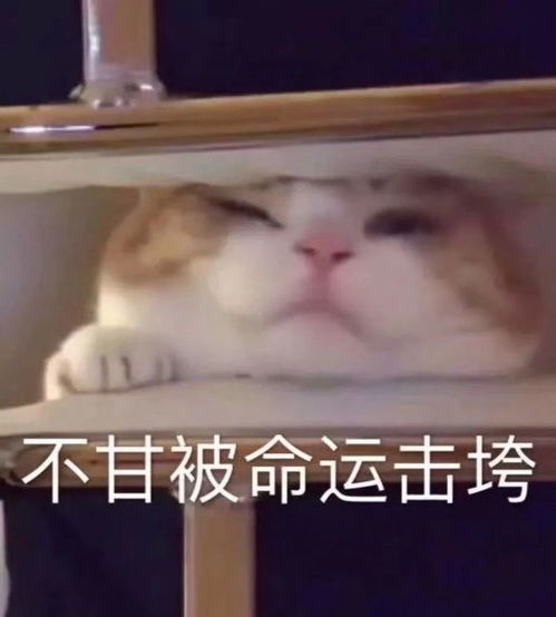 考试考这么多年了怎么不搞个周年庆比如考四十送二十过两科送一科