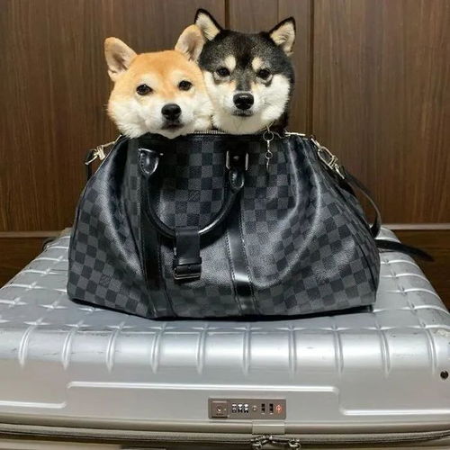潮图表情包柴犬狗狗的快乐时光