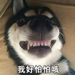 我家的戏精狗子,把我妈的活儿都给抢了