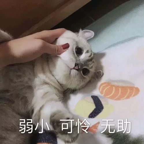 喵星人表情包喜欢的人变成了猪