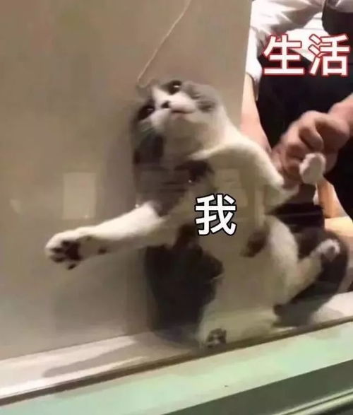 爆笑猫图表情包又来啦