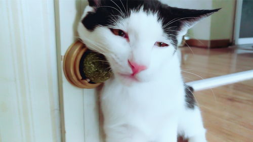 猫咪第一次吃猫薄荷,场面一度失控,看这小表情绝对吸大了