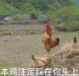 哈哈哈哈哈长辈们的鸡年表情包又火了,面膜都笑掉了