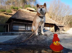 柴犬gif表情包去世