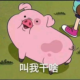 关于猪的卡通表情包乖巧的像只小猪仔