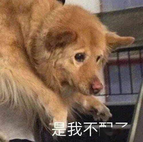 沙雕表情怪让人不好意思的
