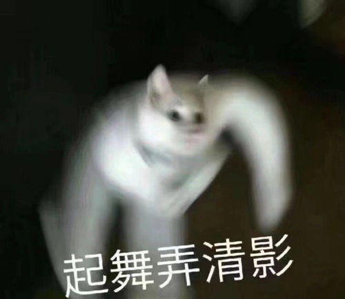 动物表情包可爱沙雕