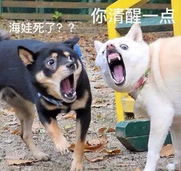 网友拍到两只狗狗奇葩的表情,结果被其他网友玩坏了