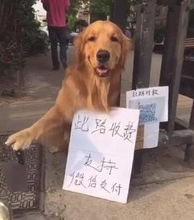 鼹鼠挖掘工表情包金毛