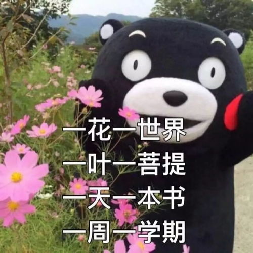 考试周期末来临,你还能做一只淡定喵么