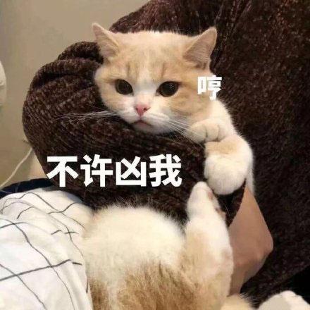 动物表情包可爱小可爱