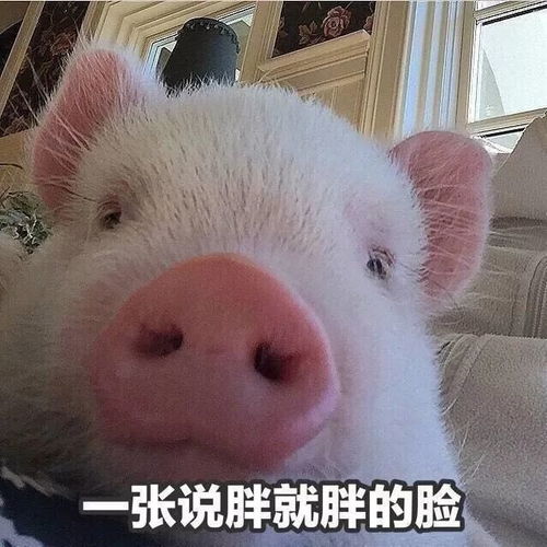猪睡觉叫不醒的表情包