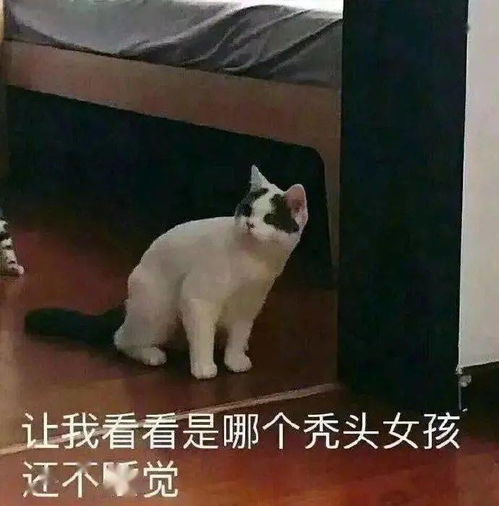 每日沙雕表情包