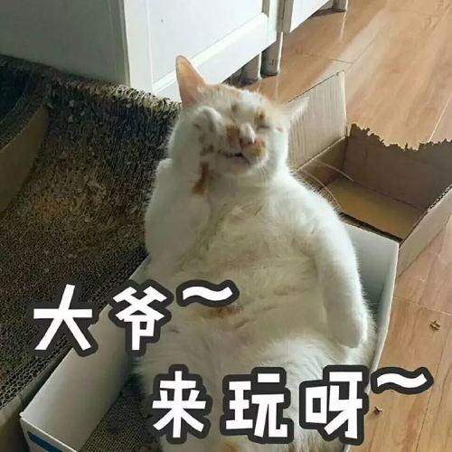 喵猫表情包