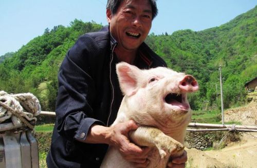 养猪么要地给地,买设备给补贴