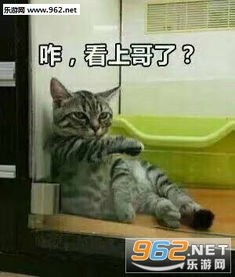 要想生活过得去头上就得多点绿猫咪表情包图片咋看上哥了吸猫表情包下载乐游网游戏下载