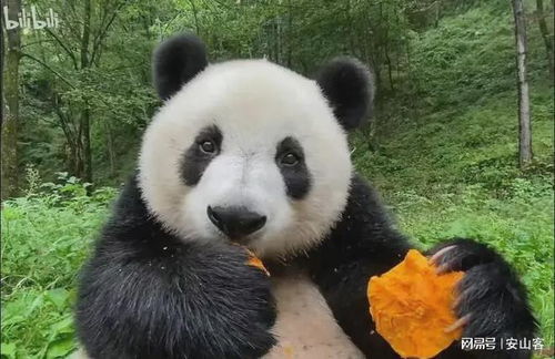 大熊猫小馨,吃播事业风生水起,却小小年纪隐婚生子