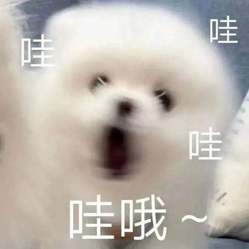 让人又哭又笑他们到底有什么魅力啊