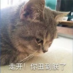 可爱卖萌猫咪表情包走开你丑到朕了