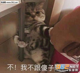 萌宠表情包带字图片困林墩