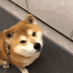 这绝对是史上最全的柴犬表情包了
