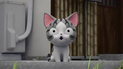 甜甜私房猫小奇的家在哪里小奇找不到家了