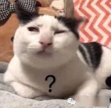 soul表情包奶牛猫