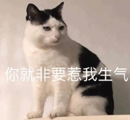 猫咪真的会记仇吗