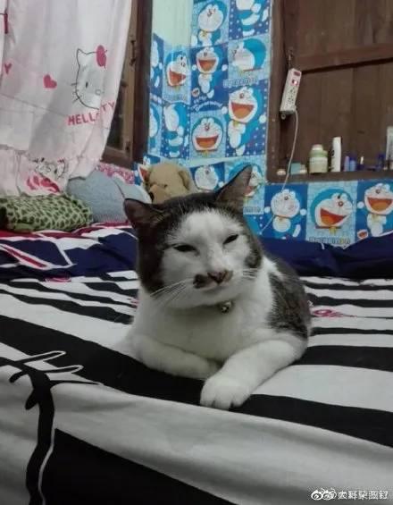 奶牛猫丑到自带表情包2020第一批丑猫出炉,一般人吸不动