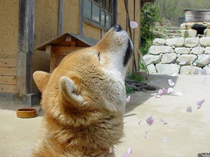 一路走好日本网友哀悼表情包柴犬逝世
