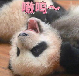 没有几张滚滚表情包,你好意思说想去偷只猫来养它一辈子