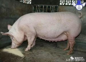 母猪图片表情包烦躁
