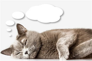 猫咪便秘怎么办,猫咪为什么会便秘