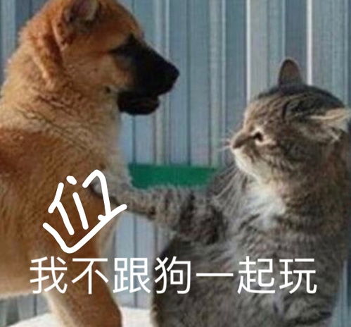 所以他们也承认是野鸡奖喽