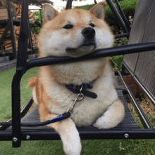 柴犬表情包你再捏我脸我和你急