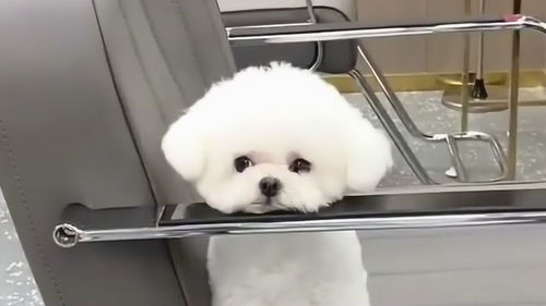 可可爱爱的小狗狗,坐在凳子上等待自己的主人,被它的表情萌化了
