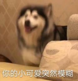 不再做高糊表情包拍萌宠就用opporeno2