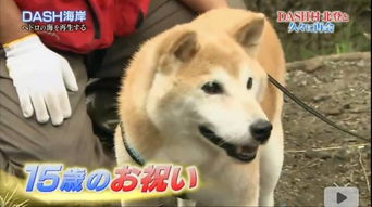 别了,柴犬清明不扫墓,哀悼表情包永远地离开了我们...