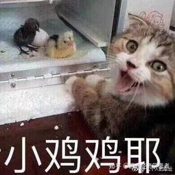 女生见到很帅的男生会什么感觉