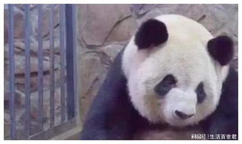 自从生了娃,熊猫妈妈就是这种表情,超级搞笑